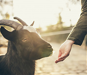 Törökmező kisállatkert